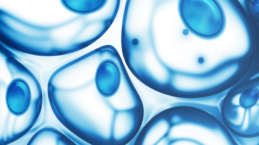 Blue close up of cells | Halloran